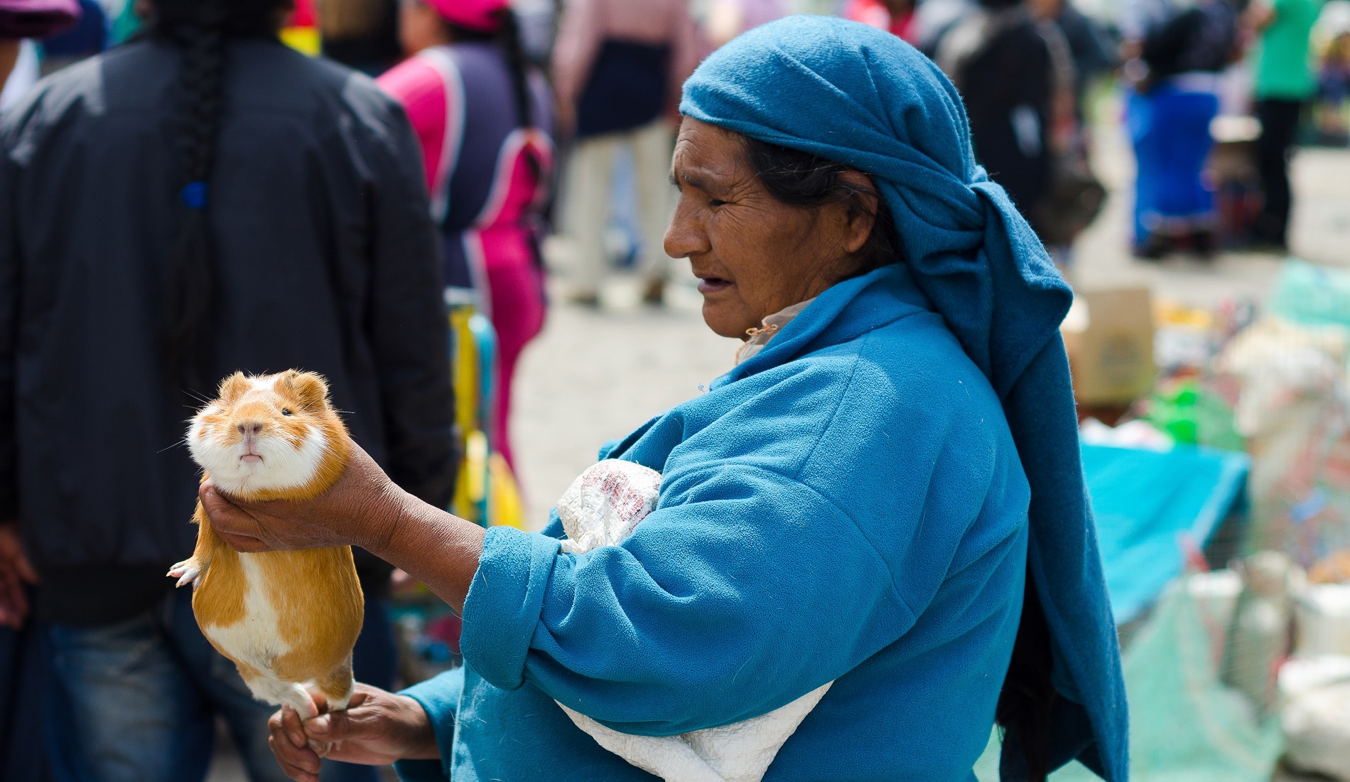 rondreis ecuador otavalo cavia