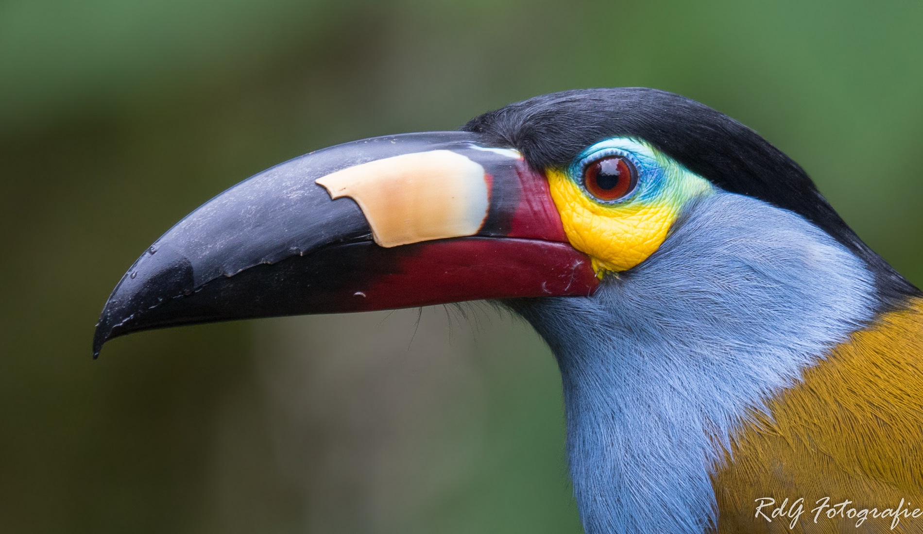 rondreis ecuador toekan