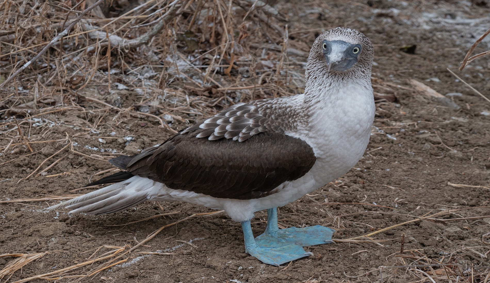 rondreis galapagos eilanden Blue footed booby